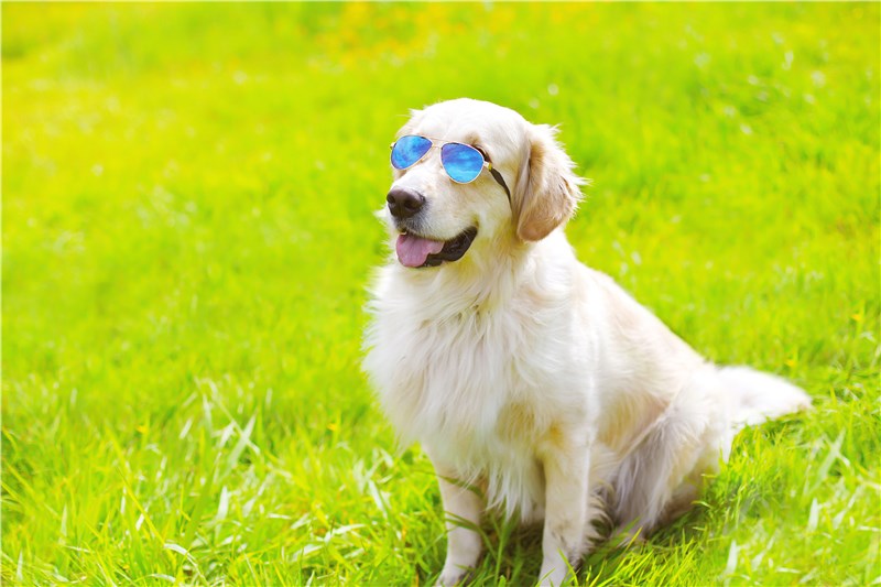 dog with shades 
