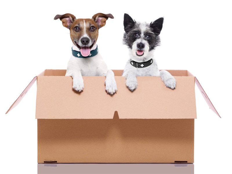 dogs in a moving box