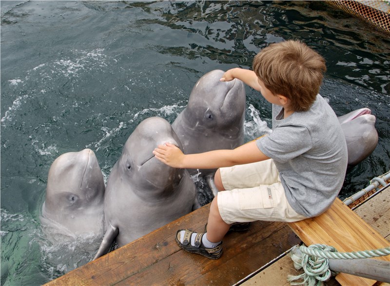 Playing with dolphins
